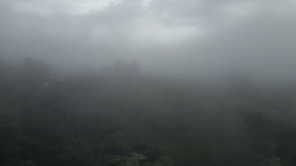 Drohnenflug Durch Den Nebel Nebelwald Aus Bäumen Und Sonnenaufgangsstrahlen Die — Stockvideo