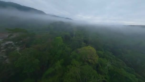 Mysteriöse Und Neblige Baumkronen Amazonas Dschungel Aufregender Fpv Flug — Stockvideo