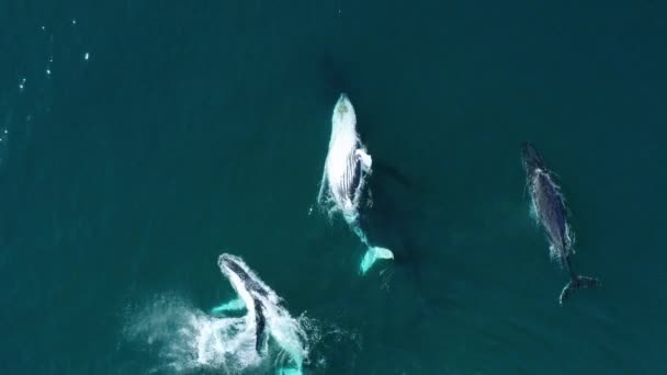 Playful Whale Pod Communicate Slapping Surface Ocean Water Drone — Stock Video