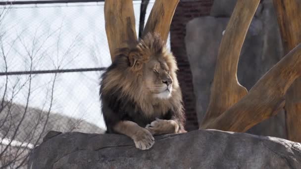 Male Lion Beristirahat Rock Facing Right Ini Selama Musim Dingin — Stok Video