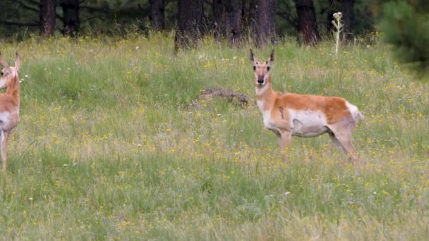 Une Pronghorn Femelle Avec Des Cicatrices Regarde Vers Avant Recherche — Video