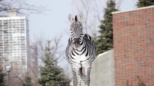 Зебра Стоит Смотрит Прямо Камеру Происходит Зимой Зоопарке Линкольн Парк — стоковое видео
