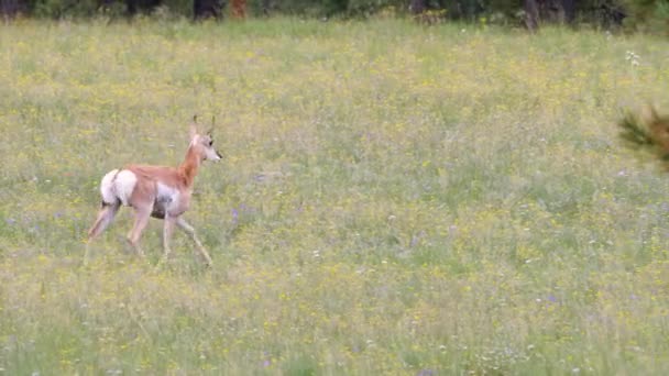 一只小叉角羚穿过野花 在松针后面奔跑 — 图库视频影像