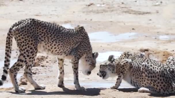 Çitalar Güney Afrika Daki Vahşi Batı Burnu Nda Yerde Içiyorlar — Stok video
