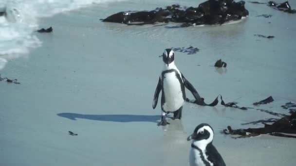 African Penguin Walking Boulders Beach Western Cape Sud Africa Chiudere — Video Stock