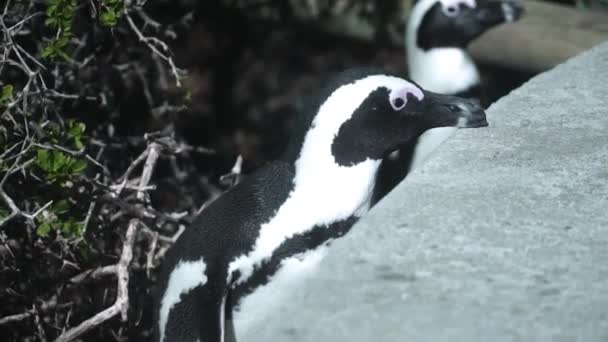 Afrikanska Pingvinen Satte Sin Näbb Klippan Vid Boulders Beach Kapstaden — Stockvideo