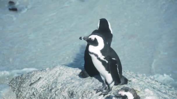 Primer Plano Pingüinos Africanos Peligro Extinción Parados Roca Playa Boulders — Vídeos de Stock