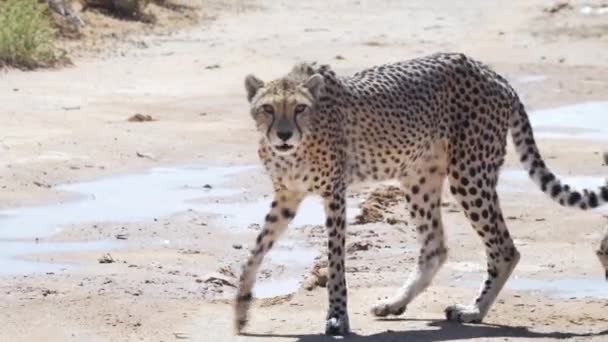 Cheetah Walking Wild Sun Western Cape Südafrika Aus Nächster Nähe — Stockvideo