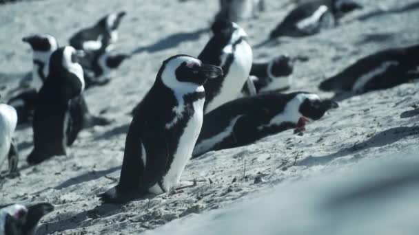 Hotade Afrikanska Pingviner Vid Boulders Penguin Colony Kapstaden Sydafrika Närbild — Stockvideo