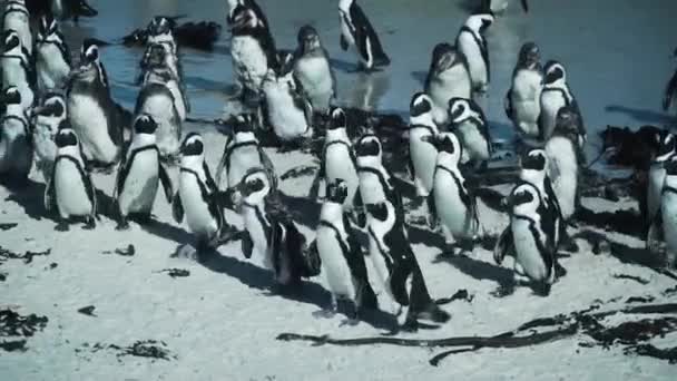 Afrikai Pingvinek Kolóniája Sétál Sandy Shore Boulders Beach Dél Afrikában — Stock videók