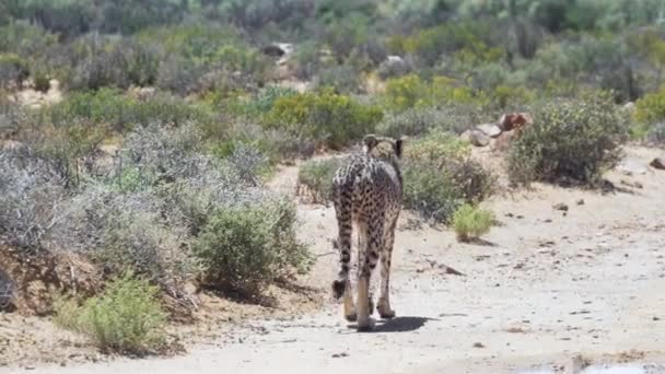 Wild Skinny Cheetah Walking Wilderness Solig Sommardag Västra Kapprovinsen Sydafrika — Stockvideo