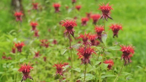Crimson Beebalm Scarlet Monarda Field — Stock video