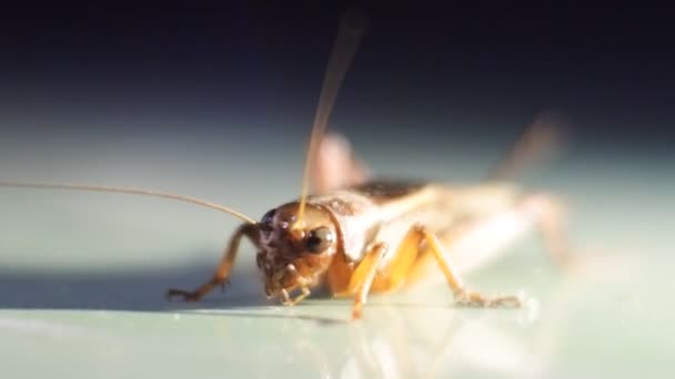 Grillos Suelo Insectos Caseros Pequeños — Vídeos de Stock