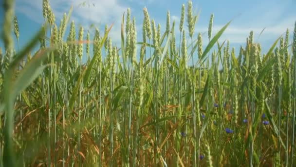 トウモロコシの花が近くから風景まである小麦畑 — ストック動画