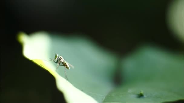 Volar Videos Imágenes Insectos Las Hojas Insectos Con Cuerpos Brillantes — Vídeos de Stock