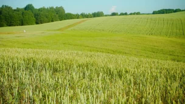 Paysage Avec Champ Blé Femme Arrière Plan — Video