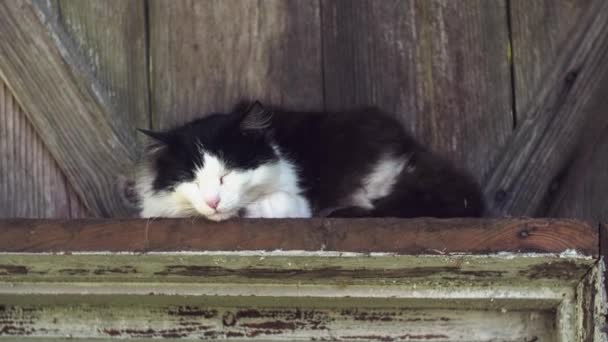 Gato Descansando Dorme Boceja Livre — Vídeo de Stock