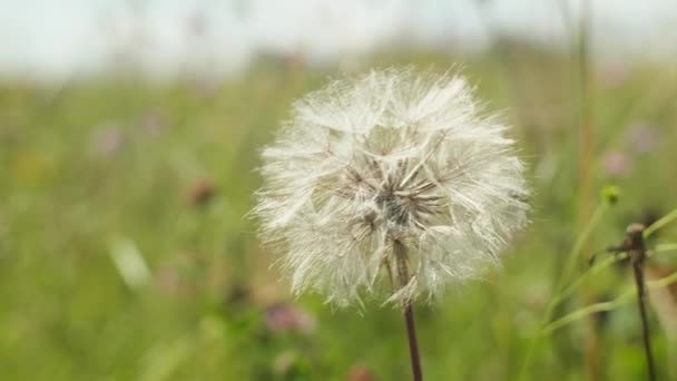 Närbild Getskägg Salsifiera Frön Fuzz Fältet — Stockvideo