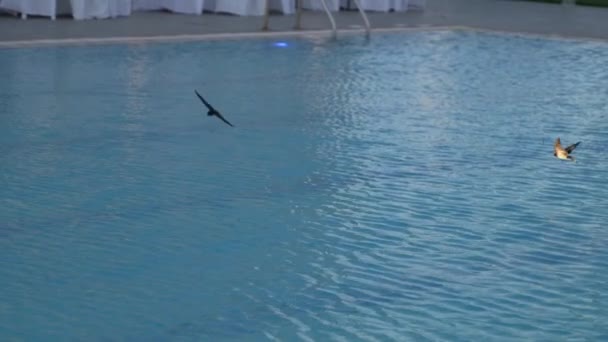 Χελιδόνια Πετούν Πάνω Και Βουτιά Στο Νερό Της Πισίνας — Αρχείο Βίντεο