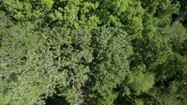 가로지르는 무인기 나뭇가지 — 비디오