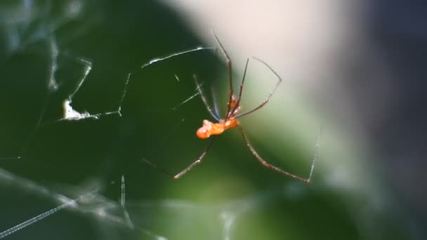 Αρανέας Διαδήμος Σταυρωτό Σχήμα Αράχνης Γονίδιο Των Αραχνομορφικών Αραχνών Της — Αρχείο Βίντεο
