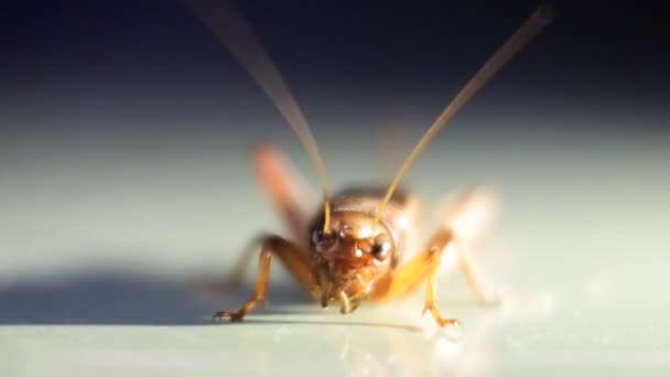Grillos Marrones Brillantes Suelo Pequeños Insectos Casa Videos Insectos — Vídeos de Stock