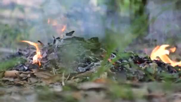 Das Feuer Brennt Durch Das Verbrennen Trockener Laubabfälle Hof Des — Stockvideo