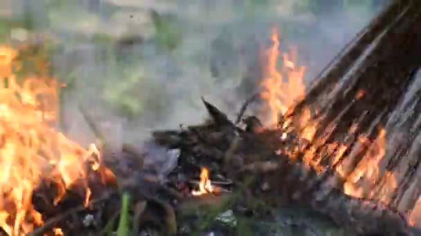 Огонь Горит Сжигания Отходов Сухих Листьев Дворе Дома Видео — стоковое видео