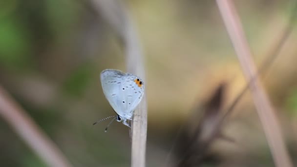 Small White Butterfly Black Yellow Dots Macro Footage Insects Perched — Stock Video