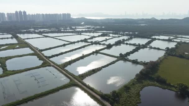 Velká Rybí Farma Fung Lok Wai Yuen Long Hongkong Letecký — Stock video