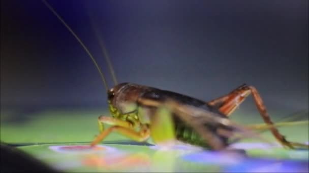 蟋蟀在手机屏幕上方的光束上 昆虫高清录像 — 图库视频影像