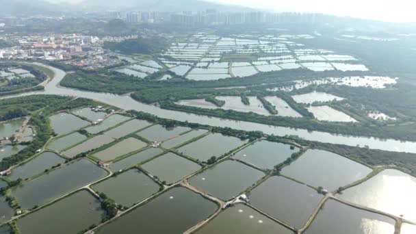 Obrovské Rybníky Fung Lok Wai Hongkong Akvakulturní Průmysl — Stock video