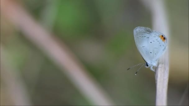 Siyah Sarı Noktalı Küçük Beyaz Kelebek Bahçedeki Yapraklara Tünemiş Böceklerin — Stok video