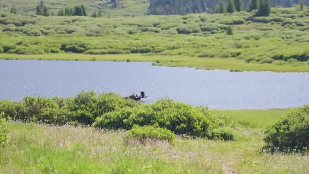 Moose Splashing Lake Mount Bierstadt Colorado — Videoclip de stoc