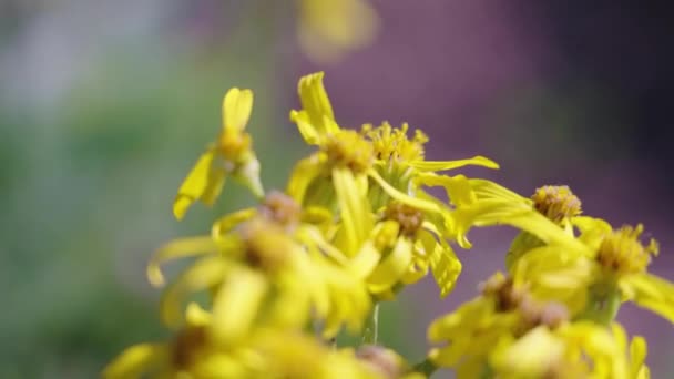 Κίτρινα Λουλούδια Υψηλή Ανύψωση Στο Όρος Bierstadt Κολοράντο — Αρχείο Βίντεο