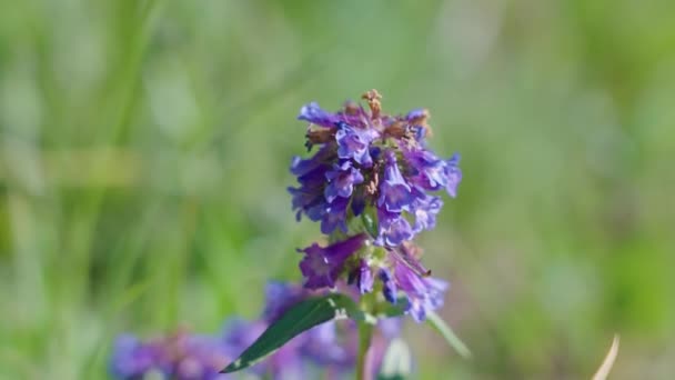 Flores Púrpuras Mount Bierstadt Colorado — Vídeos de Stock