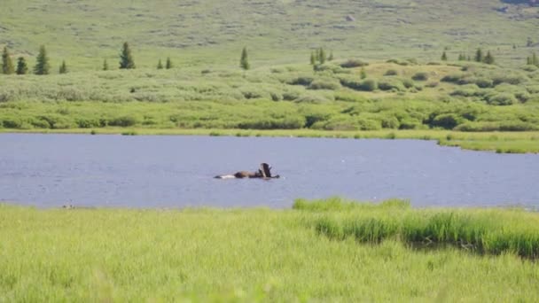 Μεσαία Shot Moose Lake Mount Bierstadt Κολοράντο — Αρχείο Βίντεο