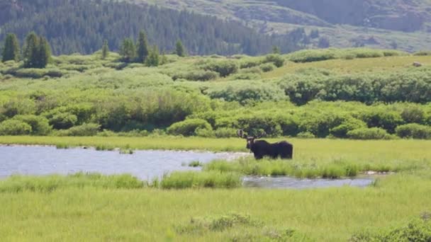 Μεσαία Βολή Moose Στέκεται Στην Άκρη Μιας Λίμνης Mount Bierstadt — Αρχείο Βίντεο