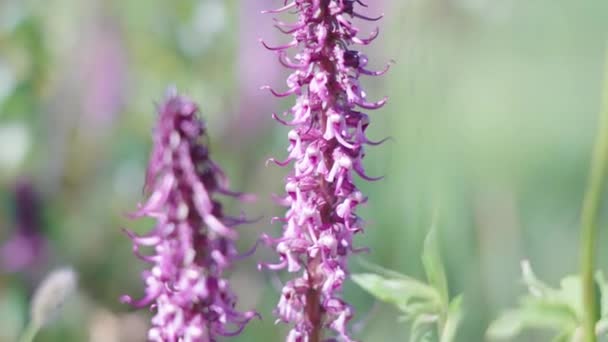 Cabeza Elefante Lousewort Jalá Mount Bierstadt Colorado — Vídeo de stock