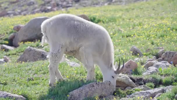 Mountain Goats Eating Grass Mount Bierstadt Colorado — стокове відео