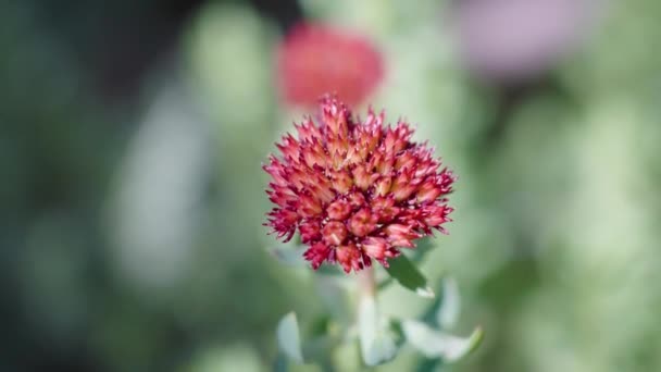 Κόκκινο Λουλούδι Στο Όρος Μπίερσταντ Κολοράντο — Αρχείο Βίντεο