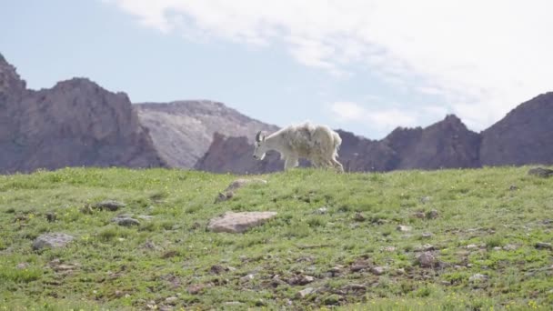 Cabras Montaña Que Caminan Las Montañasmount Bierstadt Colorado — Vídeo de stock