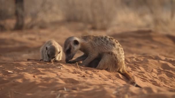 Meerkat Yavruları Kumda Oynayıp Süt Içerken Anneleri Yiyecek Için Kazıyor — Stok video
