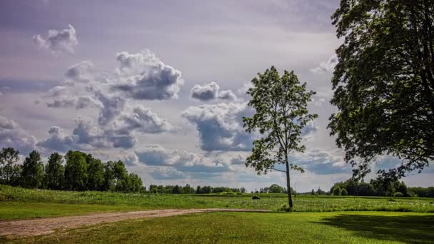 Statyczne Ujęcie Niesamowitego Zielonego Krajobrazu Trawy Drzewami Ciągu Dnia Białymi — Wideo stockowe