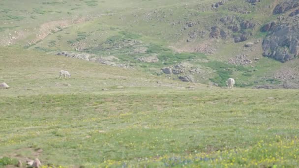 Cabras Montanha Caminhando Tundra Monte Bierstadt Colorado — Vídeo de Stock