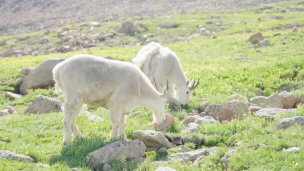 Κατσίκες Στην Κορυφή Του Βουνού Bierstadt Κολοράντο — Αρχείο Βίντεο