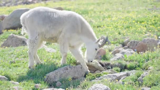 Cabras Montaña Comiendo Hierba Jalá Mount Bierstadt Colorado — Vídeos de Stock