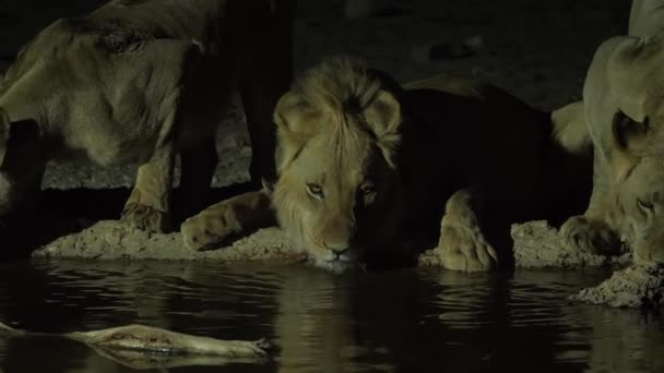 Lejonstolthet Vilar Och Dricker Vatten Från Ett Vattenhål Natten Närbild — Stockvideo