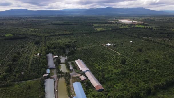 Imagens Drones Sobre Uma Enorme Fazenda Manga Província Sihanoukville Fundo — Vídeo de Stock