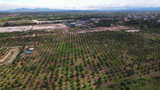 Drönarbilder Över Stor Mangofarm Sihanoukvilleprovinsen Kambodja — Stockvideo
